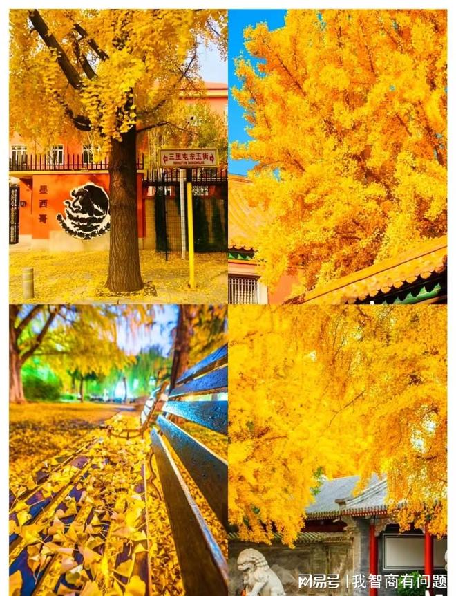 开云官方-北京金秋家庭游别踩坑！好途定制游让老人孩子都能轻松玩